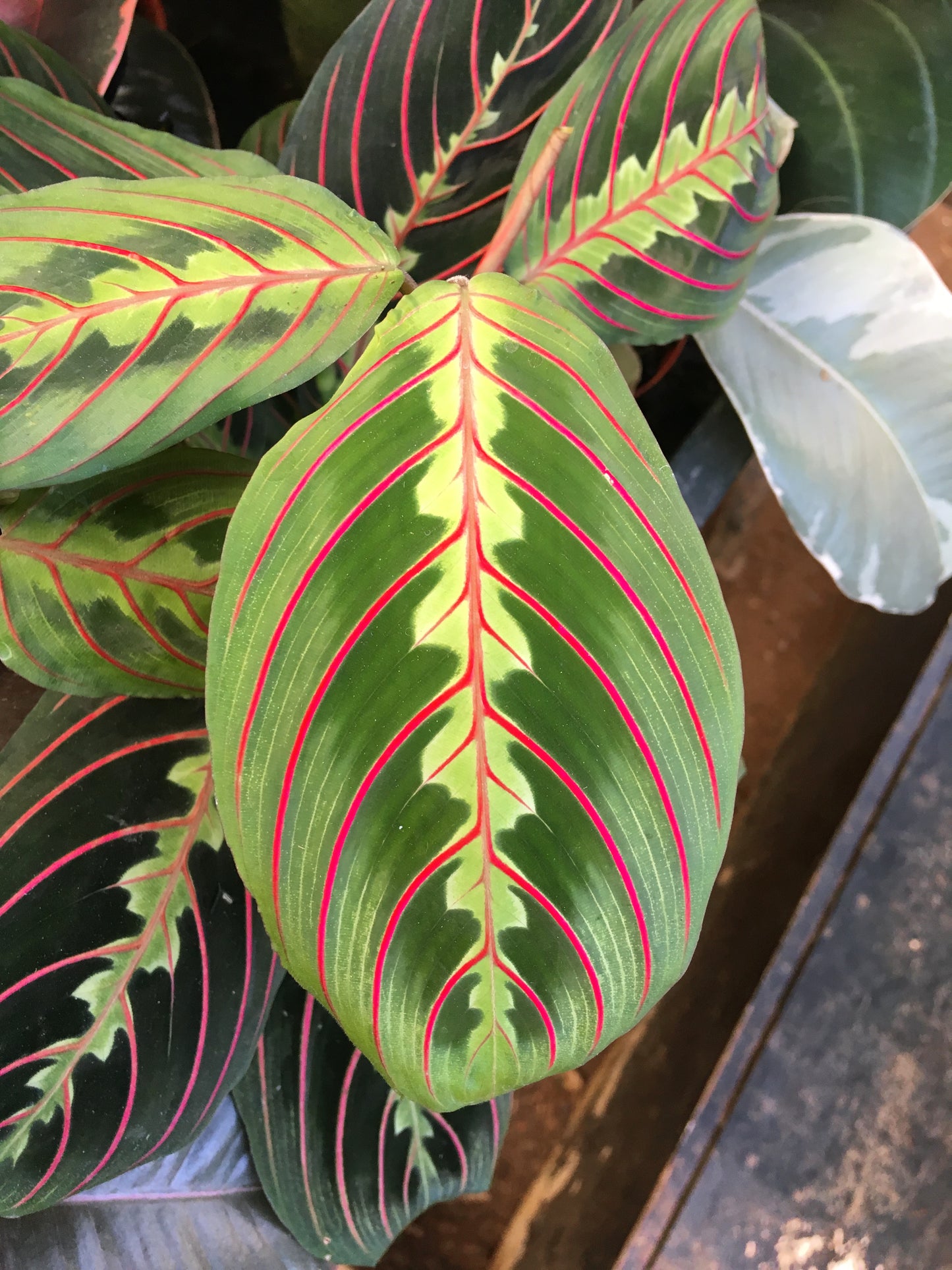 Red Prayer leaf necklace