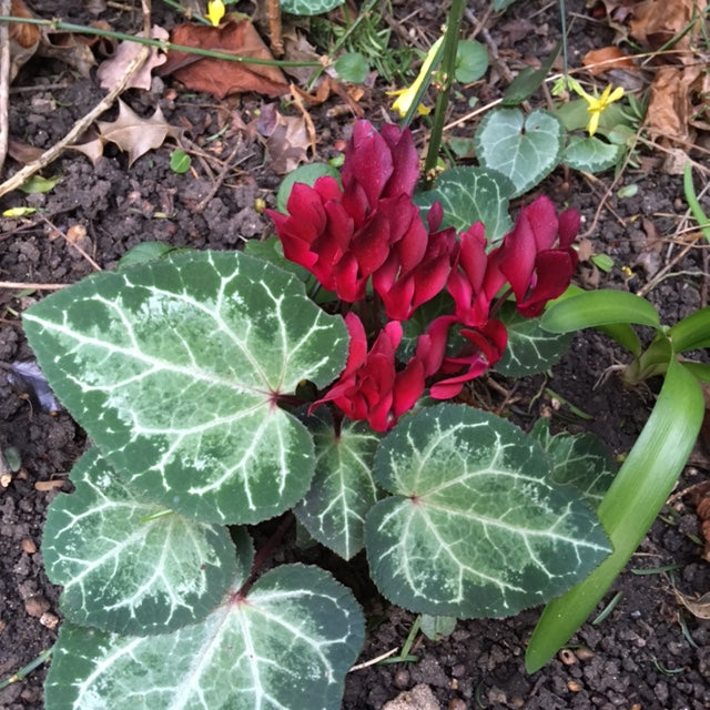 Original Cyclamen leaf by Photofinish Jewellery